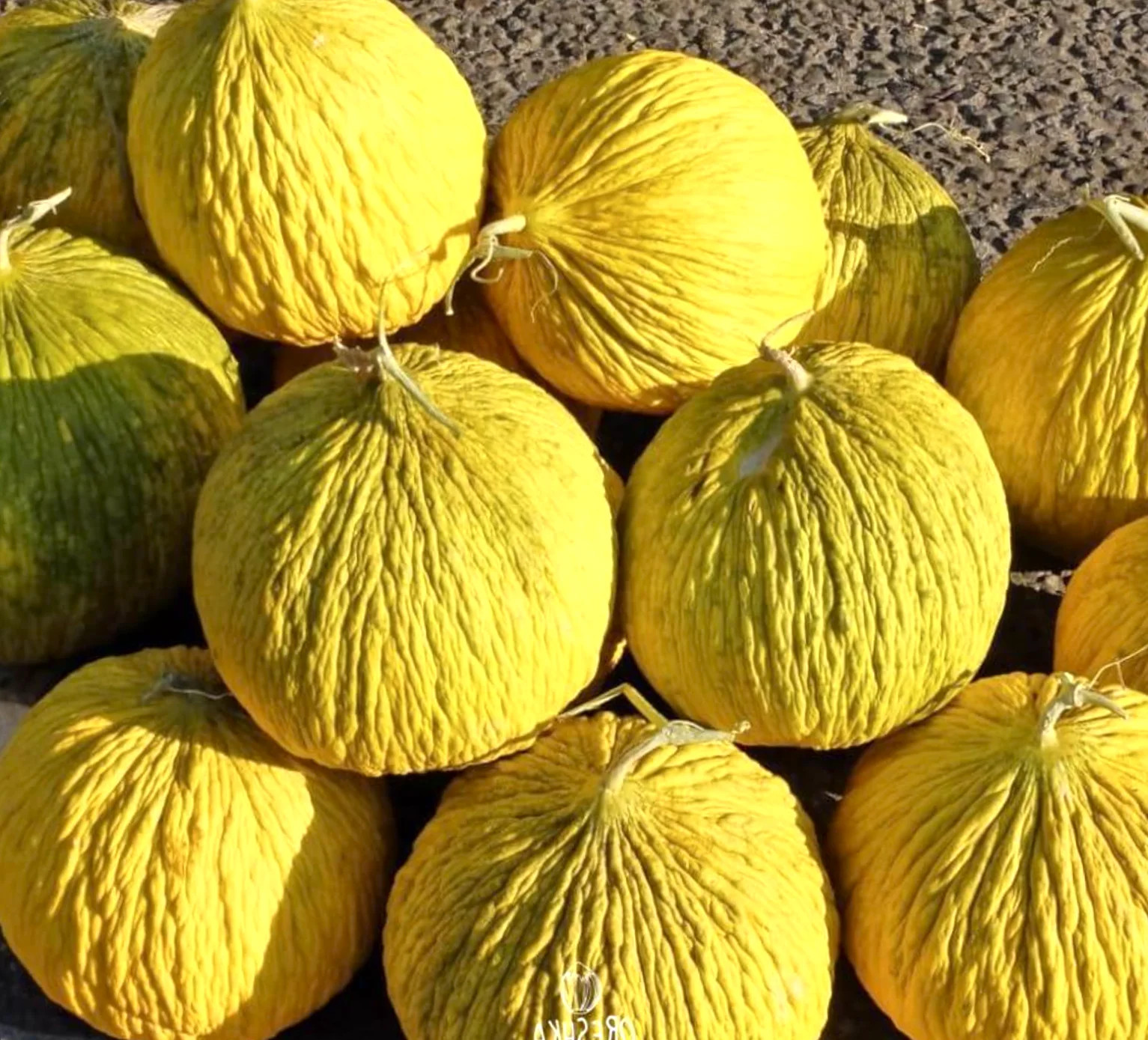 Golden Beauty Casaba Melon Seeds | Yellow Honeydew White Cantaloupe Seed 2025