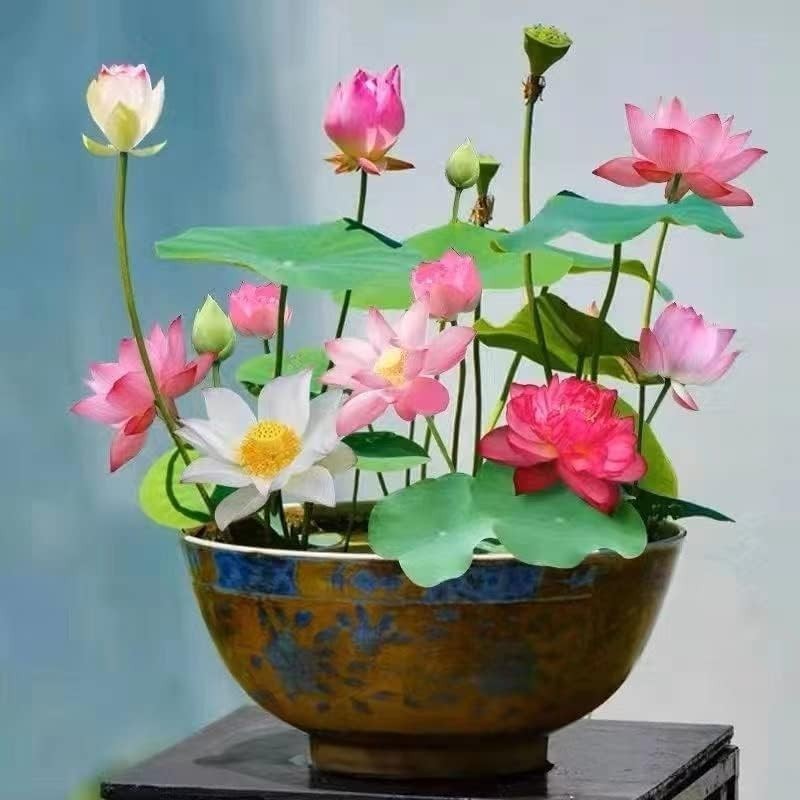 Grow Beautiful Water Lilies with Our 10pcs Mix of Easy-to-Plant Lotus Seeds