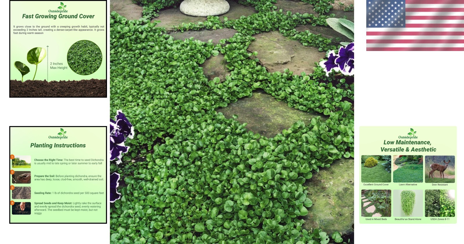2 lbs Perennial Dichondra Repens Seeds – -Round Dense Green Lawn Alternative
