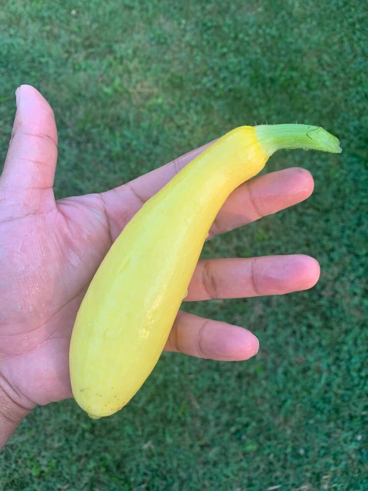 Straightneck Squash Seeds for Planting – 50+ Seeds – Delicious and Nutritious –