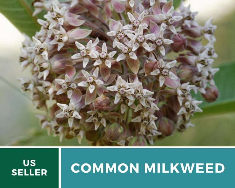 Milkweed, Common – 50 Seeds – Monarch Butterfly Plant – Sow Spring or Fall