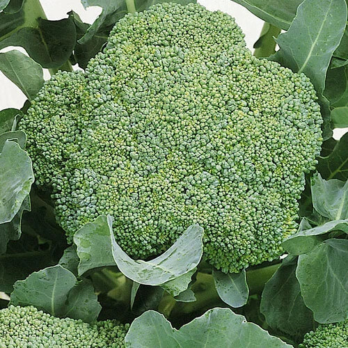 500 WALTHAM 29 BROCCOLI SEEDS ~ 2026 ~ heirloomseedguy ~ USA