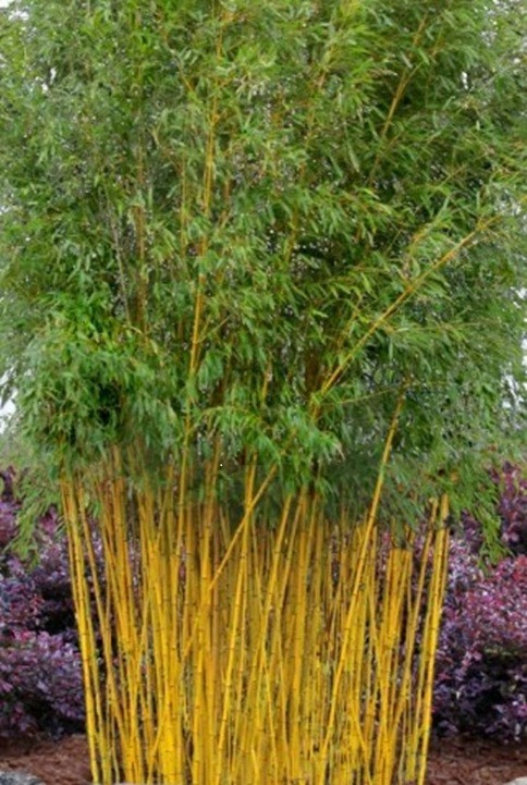 50 Golden Bamboo Seeds | Fast Growing | Cold Hardy | Privacy | USA Seller