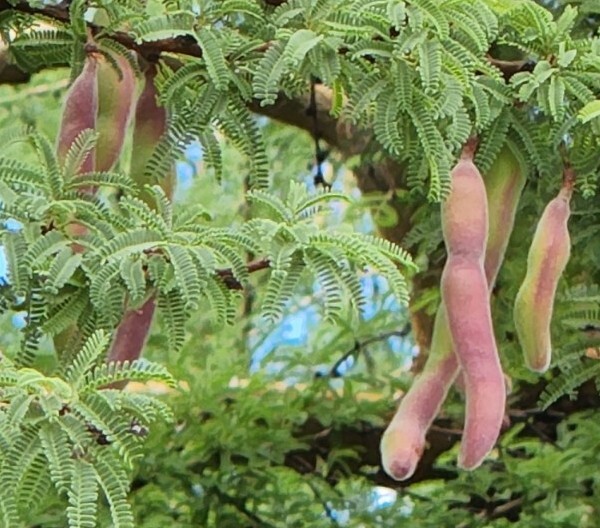Twisted Acacia Huisachillo Tree Seeds, Acacia Schaffneri (20 Seeds) Rare Item