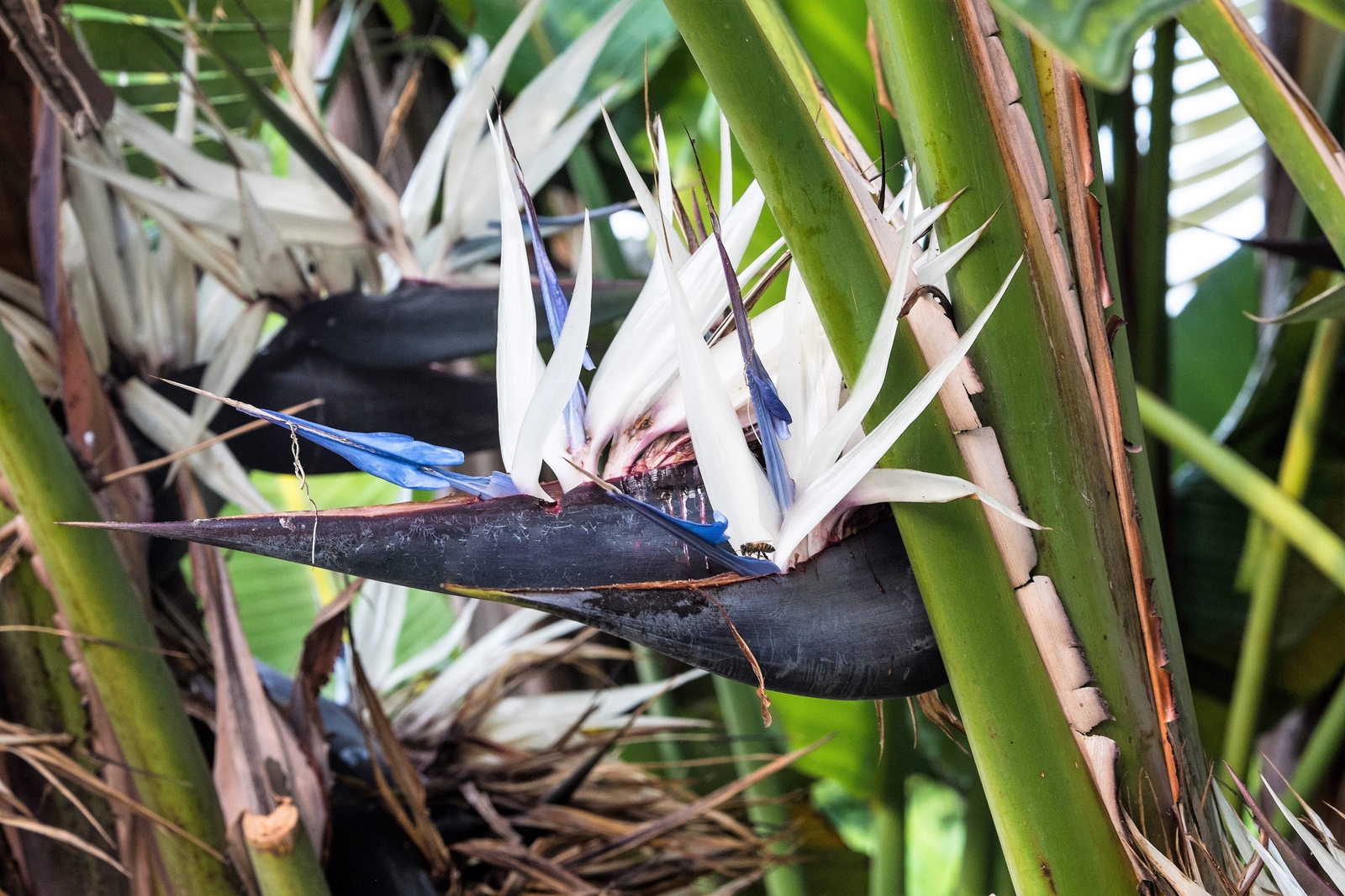 5 GIANT BIRD OF PARADISE Strelitzia Nicolai Wild Banana White Crane Flower Seeds