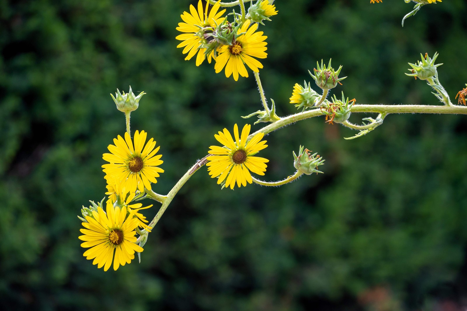 10 Yellow COMPASS PLANT Silphium Laciniatum Prairie Compassplant 4″ Flower Seeds