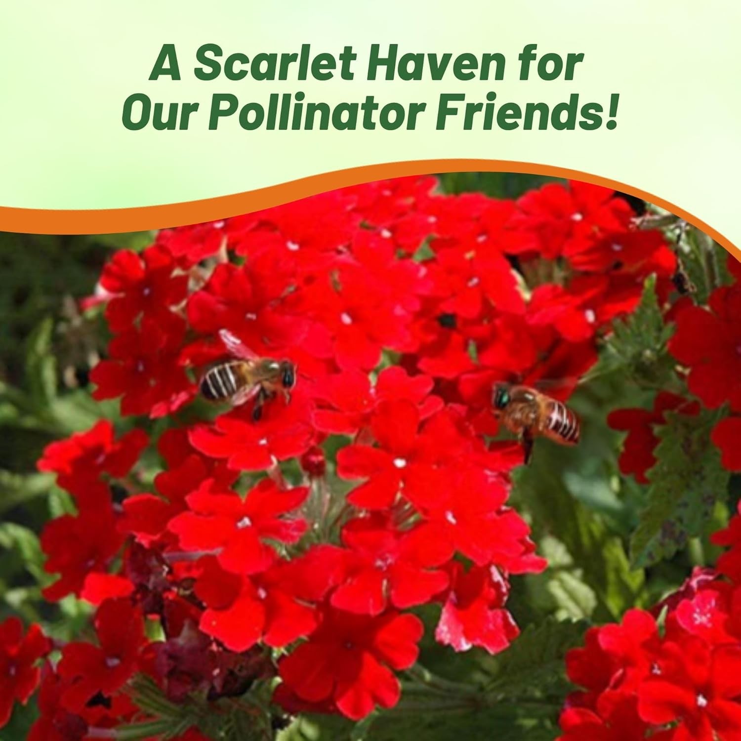 1000 Seeds Verbena Seed – Verbena Hybrida Scarlet Ground Cover Seeds
