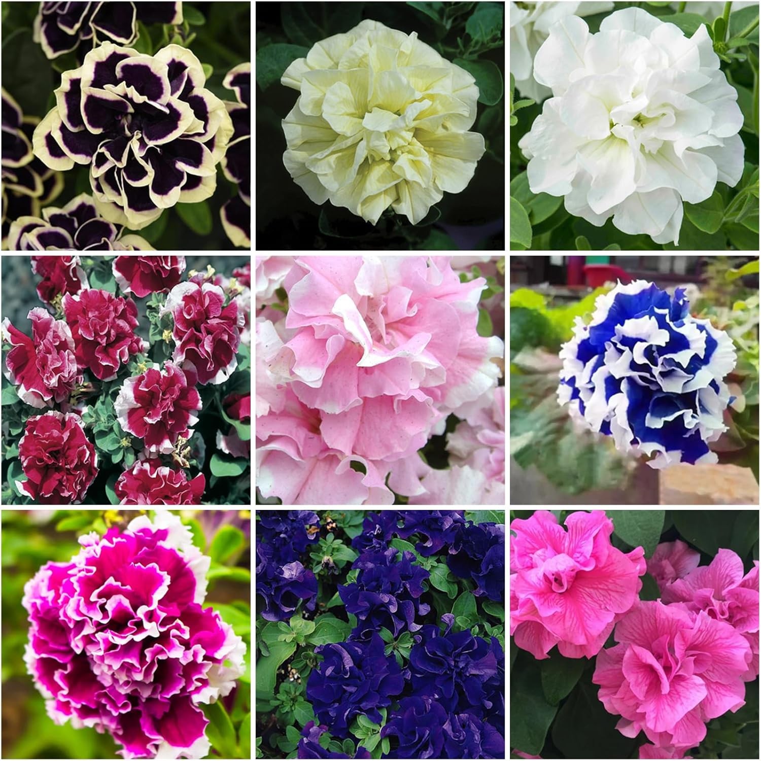 300+ Double Petunia Seeds for Planting Dwarf Wave Petunia Flower Non-GMO Heirloo