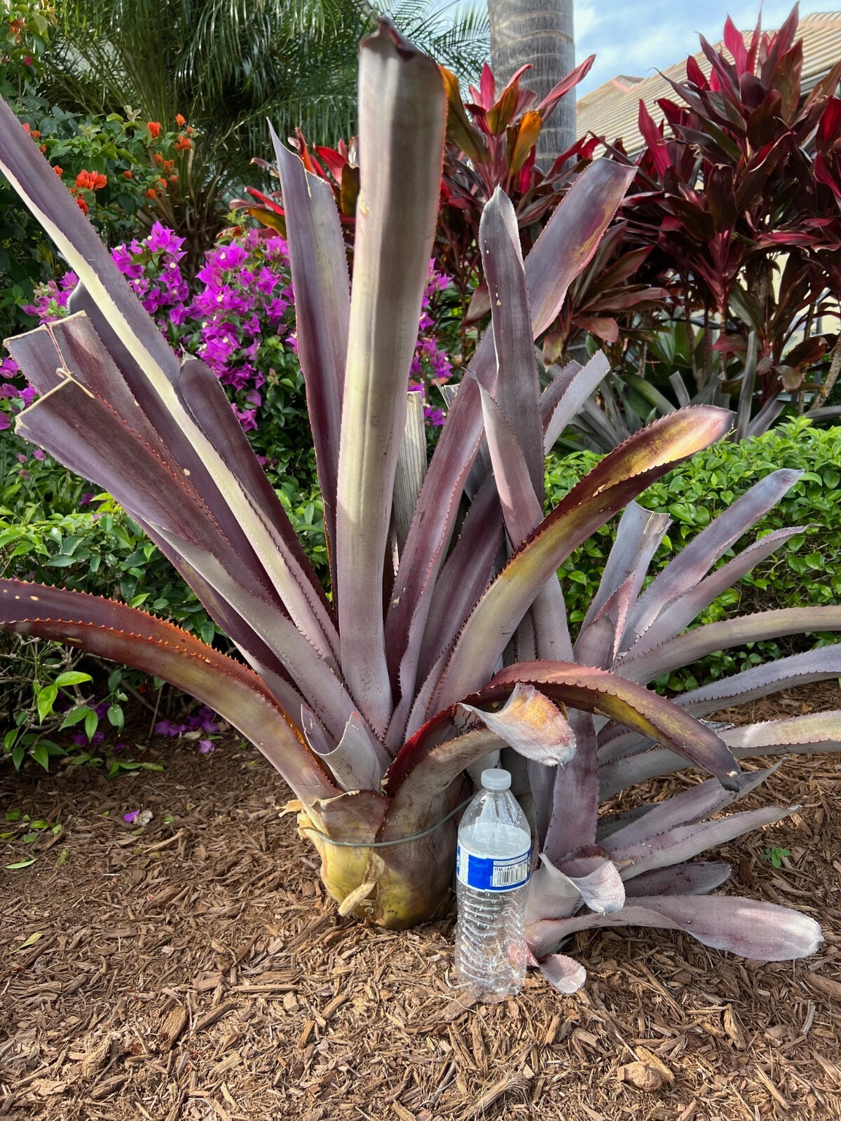 Aechmea Malva Bromeliad
