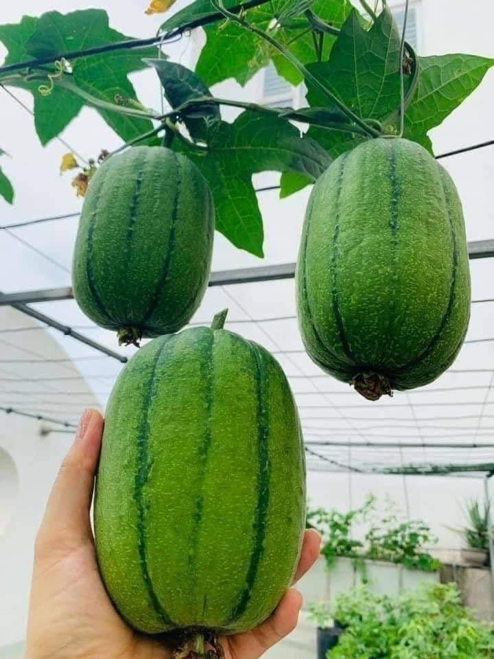 5 PCS TAIWAN APPLE LUFFA F1 SUPER SWEET , 蘋果絲瓜, MƯỚP TÁO GIÒN NGỌN