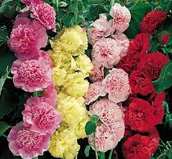 Alcea rosea Queeny Mix 1,000 seeds