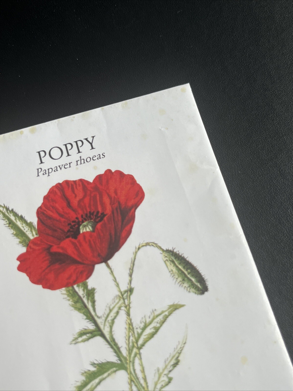 SUPREME POPPY SEEDS Pack SS18 New Papaver Rhoeas packaged FLOWERS Box Logo