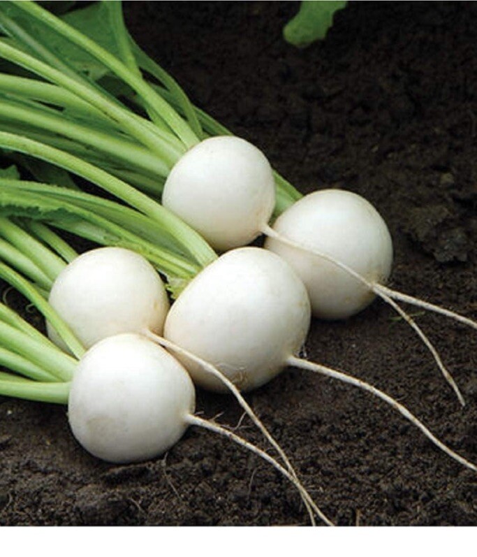 10000+ White Turnip Seeds Snowball Heirloom, NON-GMO, FREE SHIPPING