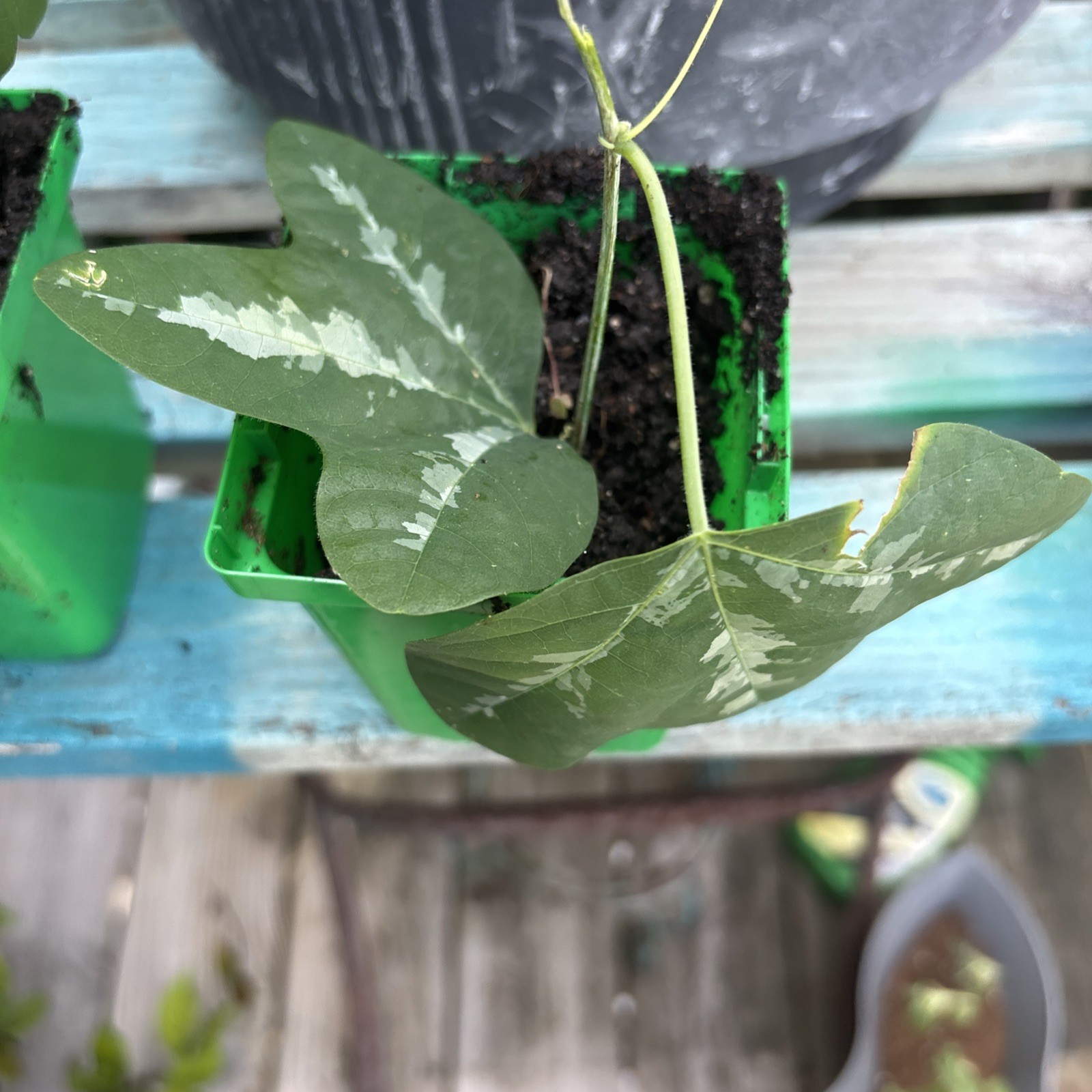 Passiflora trifasciata -2 inch pot. Live starter plant-