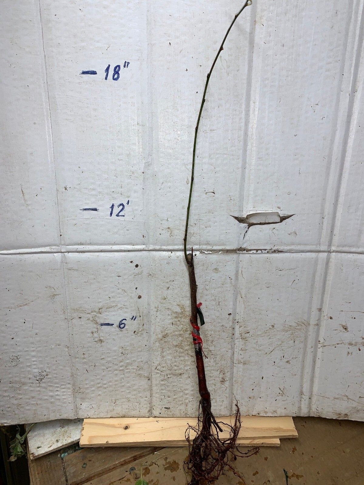 12-18″ tall French Prune, bare root, 1 grafted plant, 1 year old