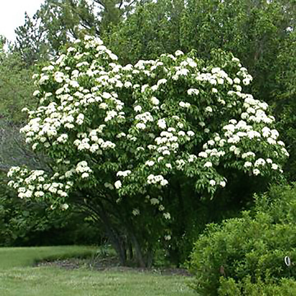 Nannyberry, Viburnum lentago, Seeds