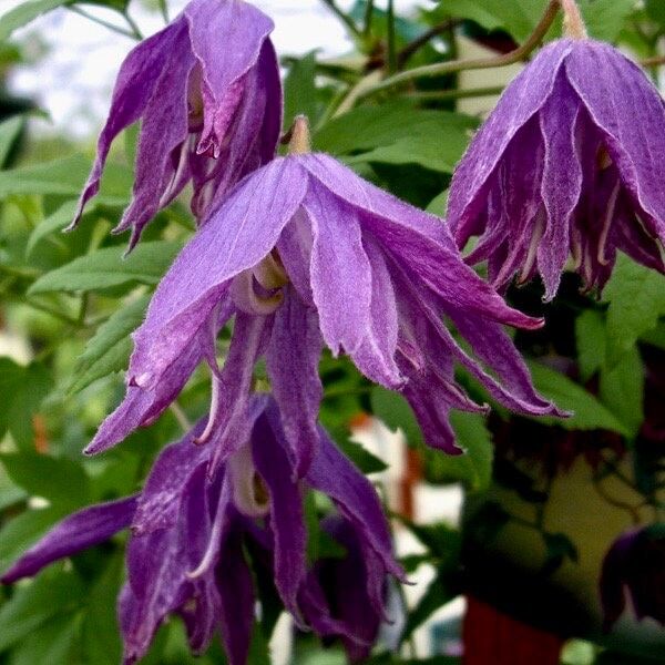 Mixed Clematis Double Large Flower Seeds ~ Macropetala ~ Fragrance Flowers ~