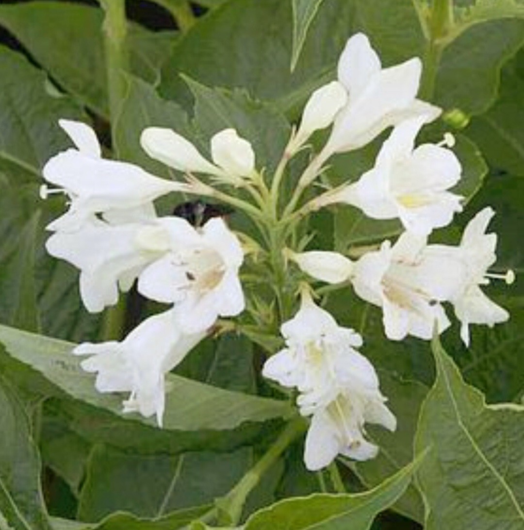 300 White Weigela Seeds, Reblooming Shrub Rare Variety Old Fashioned Weigela
