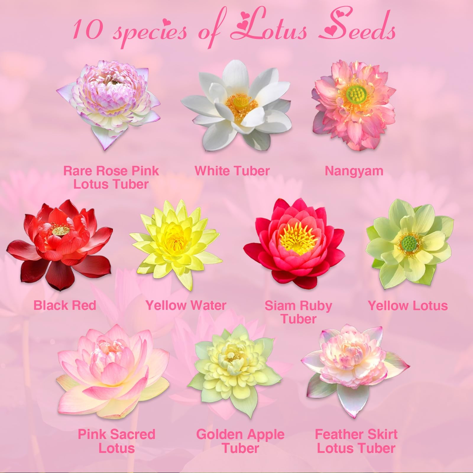 200pcs Lotus Seeds for Planting 10 Unique Varieties, Mixed Colors Loto de Cu…