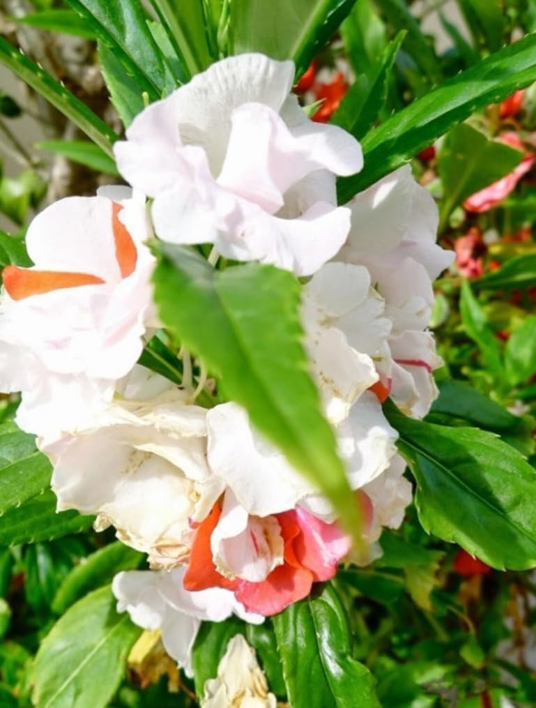 100PCS Double Camelia Impatiens Seeds Mixed Color Balsamina Impatiens Flower …