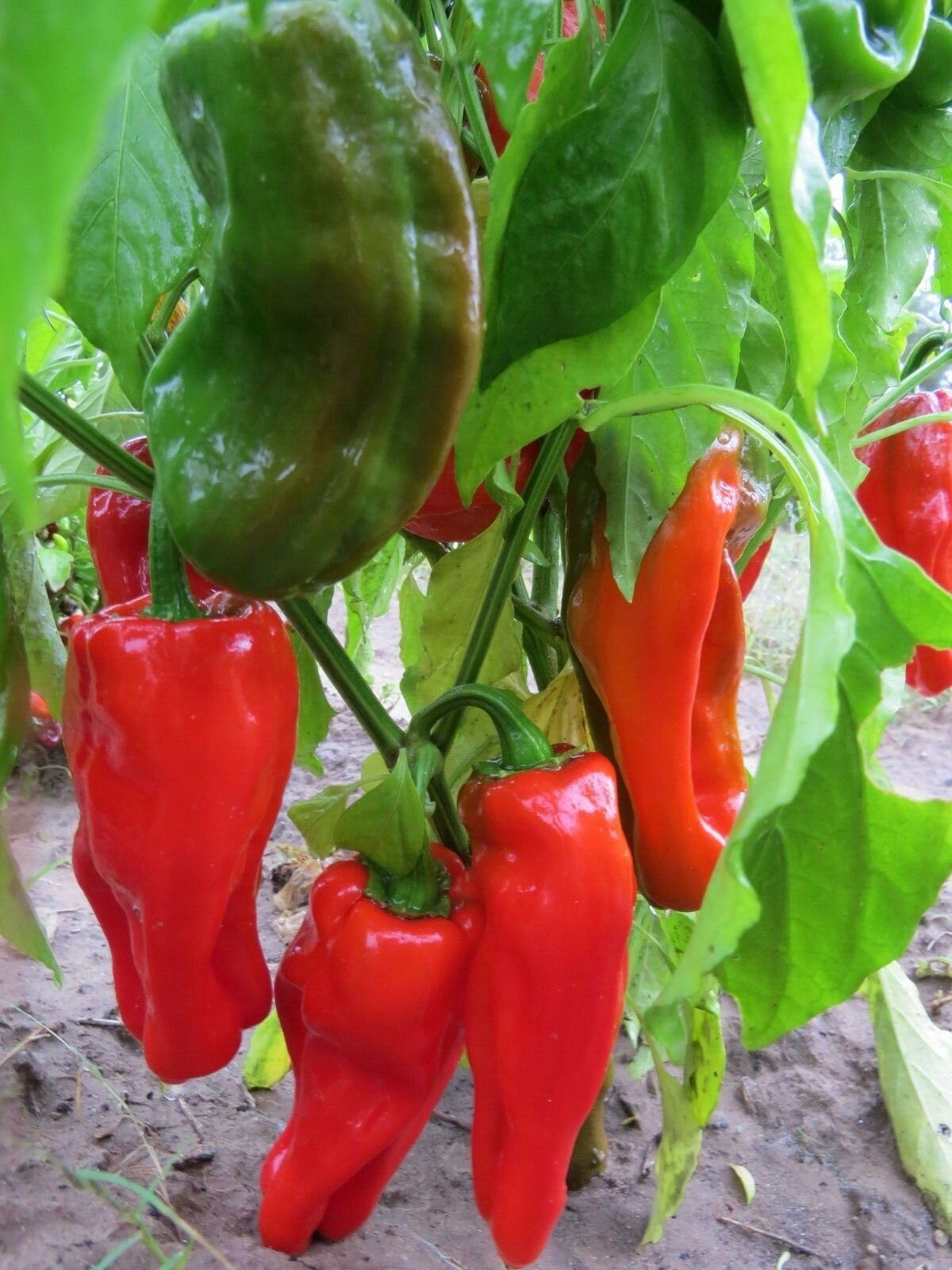 Urfa Biber – rare pepper form Turkey