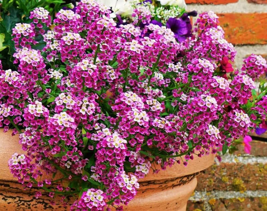 100+ Pink Rosie O’Day Alyssum Seeds Groundcover Flowers Garden Planting