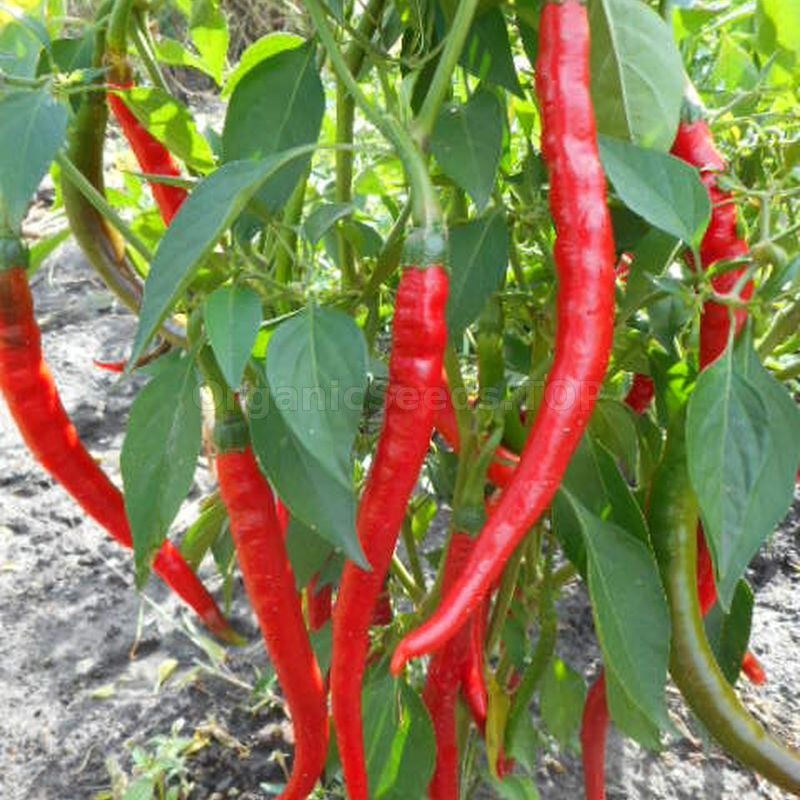 Erjingtiao Chili Pepper Seeds (20) / ORGANIC / HOT / ASIAN CUISINE