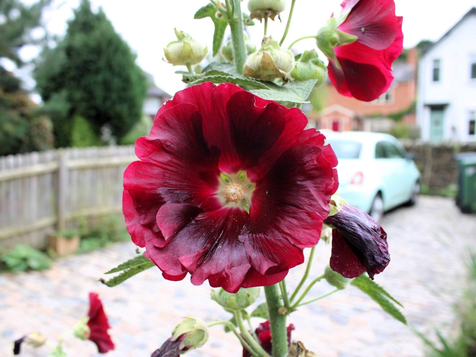 25 MAROON RED HOLLYHOCK Alcea Rosea Flower Seeds Perennial *Flat S/H