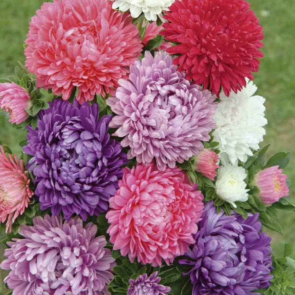 Seeds Aster Pompon Mix Giant Flower Annual Outdoor Garden Cut for Planting Non G