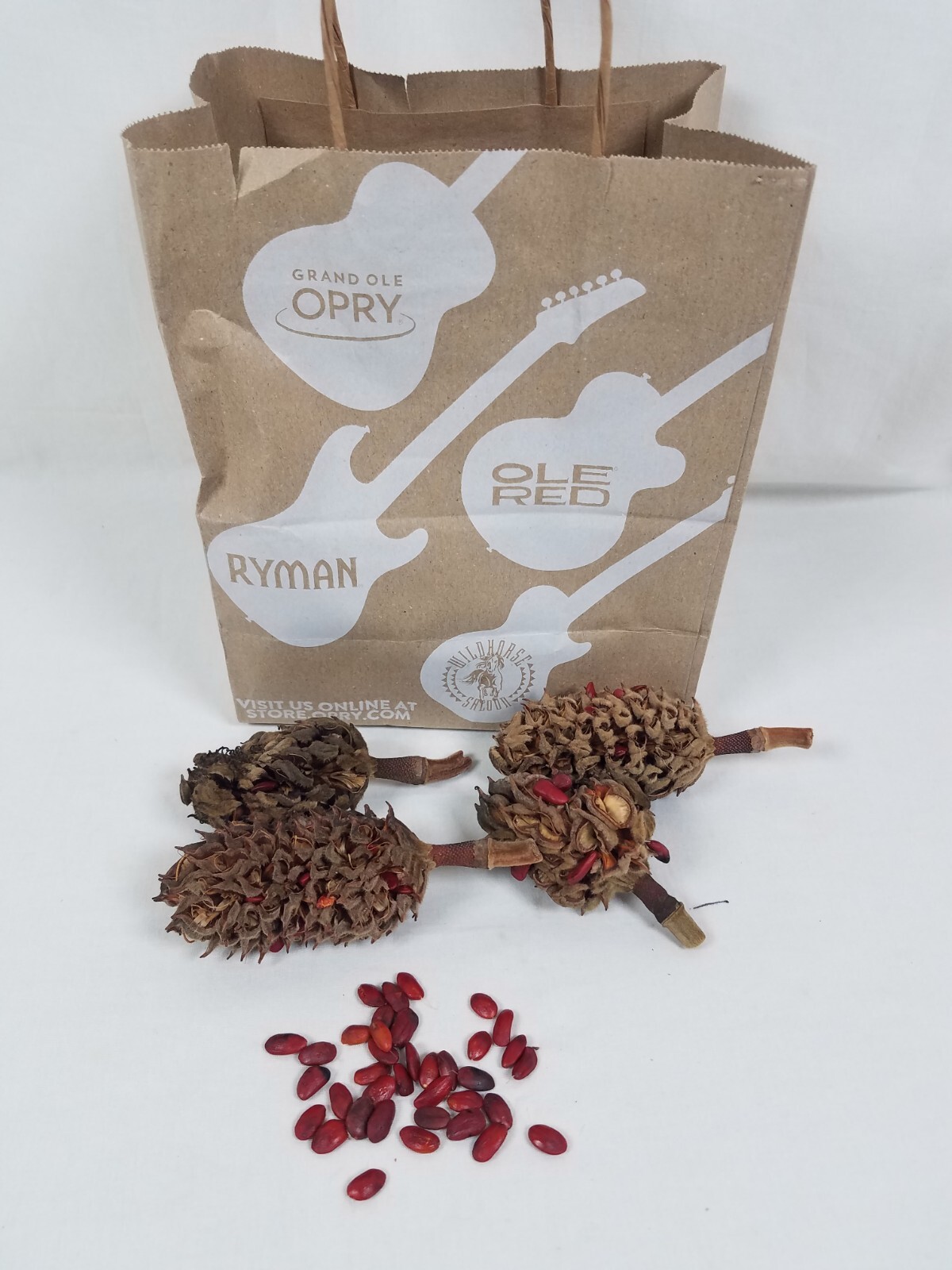 Southern Magnolia 10 seeds Harvested on site