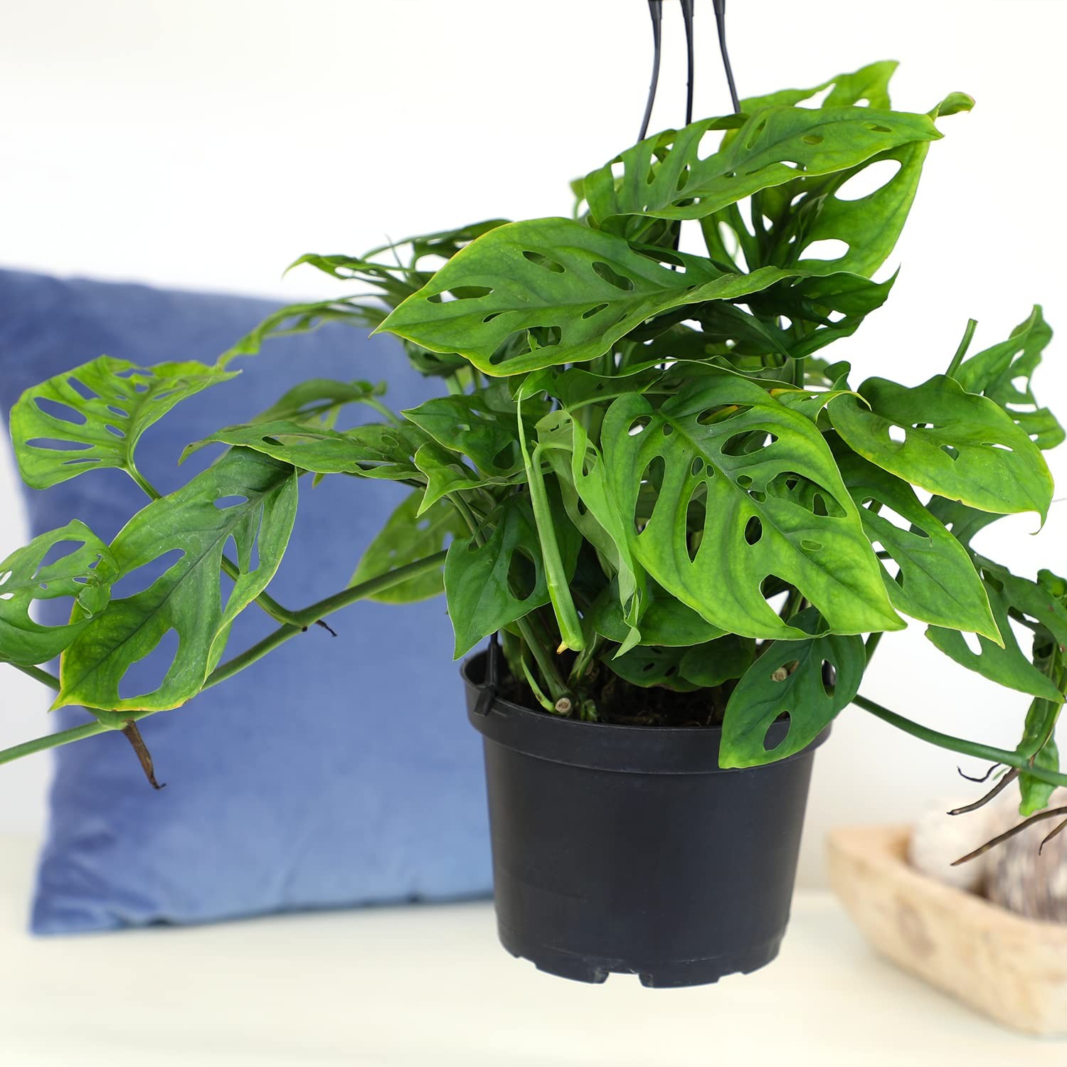 6″ Swiss Cheese Plant Monstera Adansonii Live Plant Hanging Basket, Swiss Che…