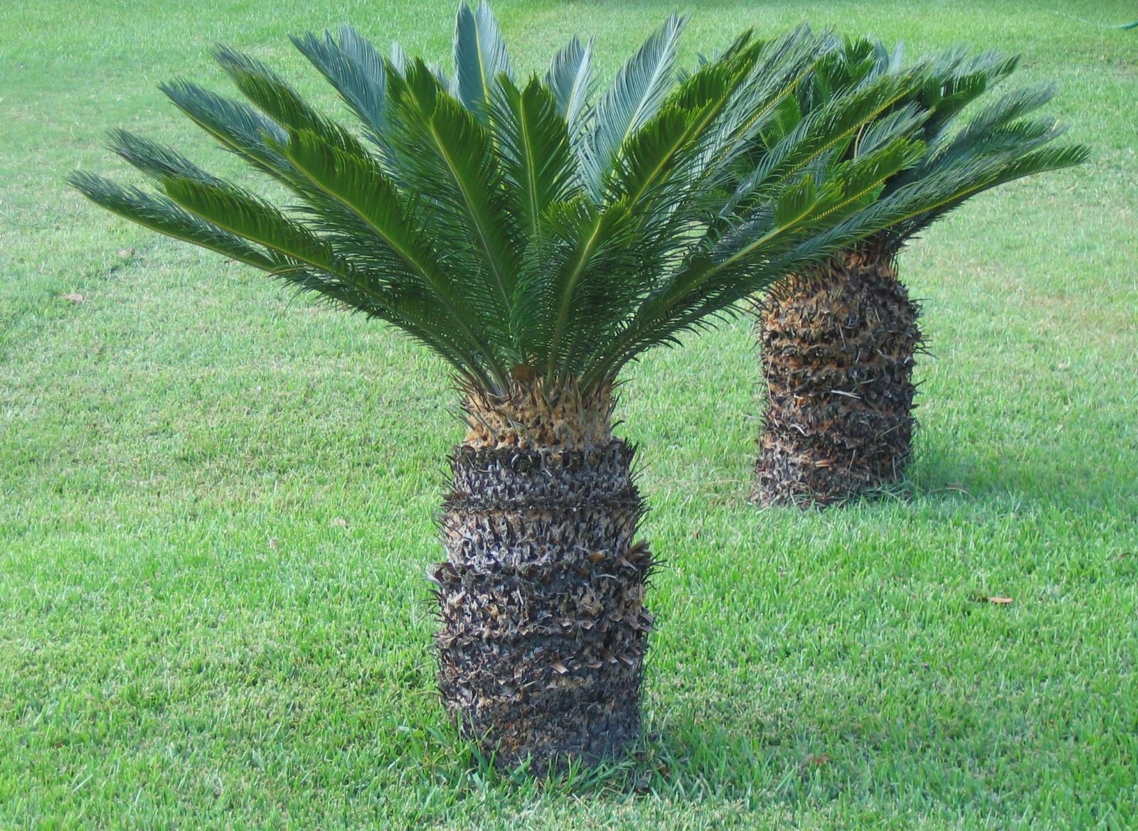 10 King Sago Palm Seeds (Cycas Revoluta) Rare Tropical Prehistoric Cycad Hardy-8