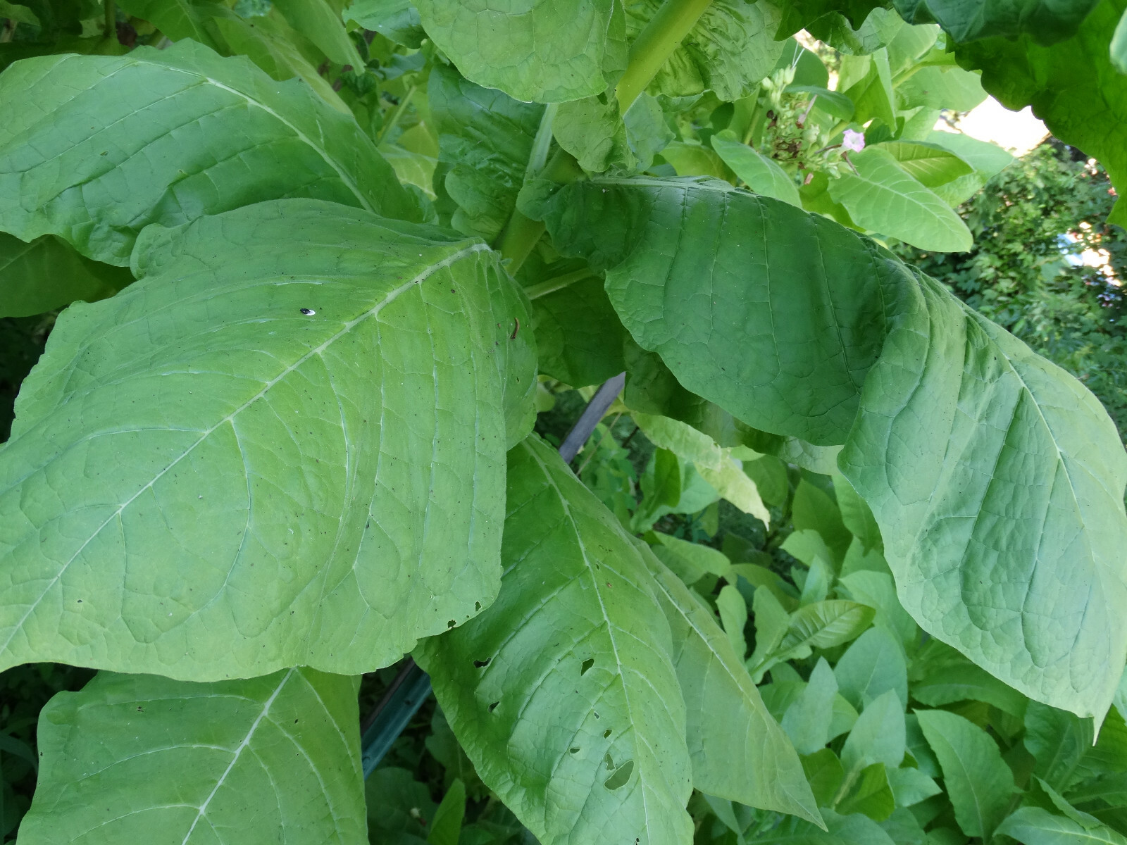 Black Mammoth Tobacco 1000+ Seeds Snuss Snuff Chew Pipe Cigarettes 2023 Crop
