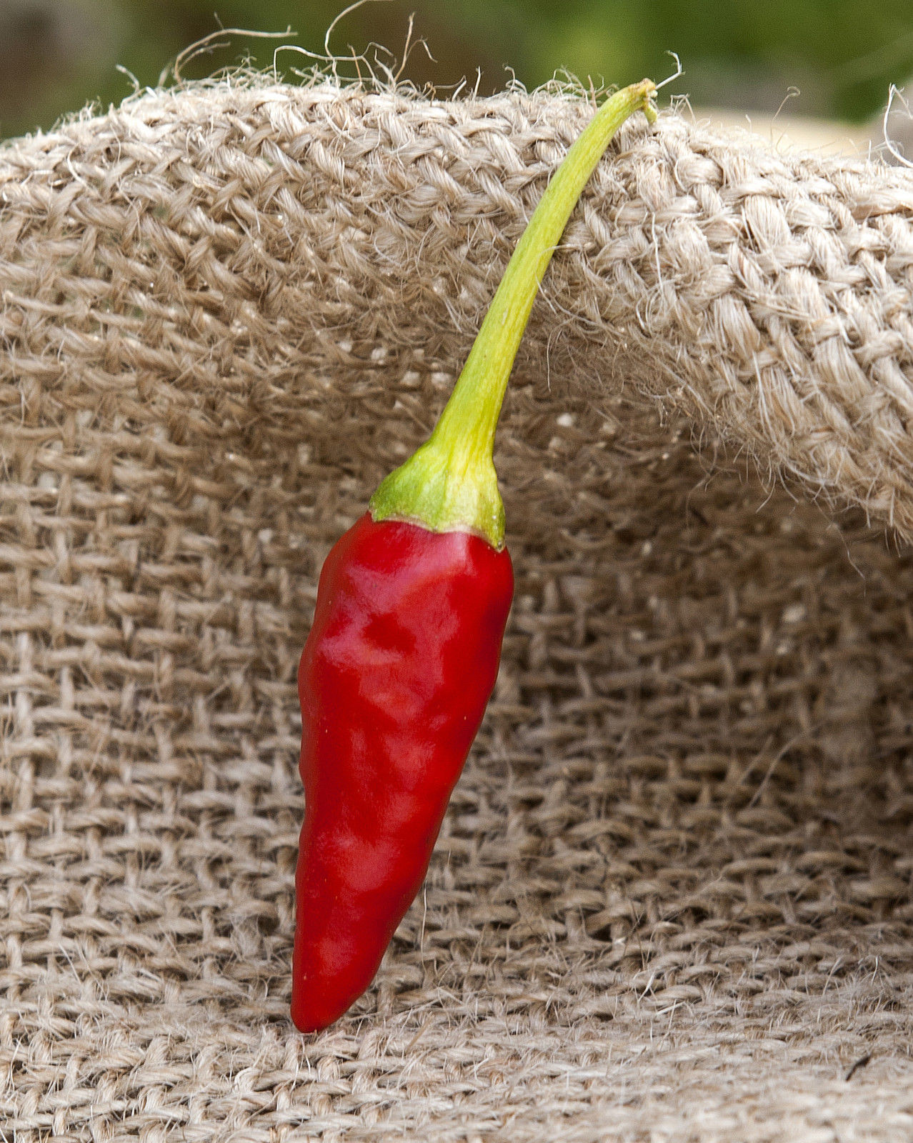 African Pequin Birds Eye Heirloom Pepper Premium Seed Packet