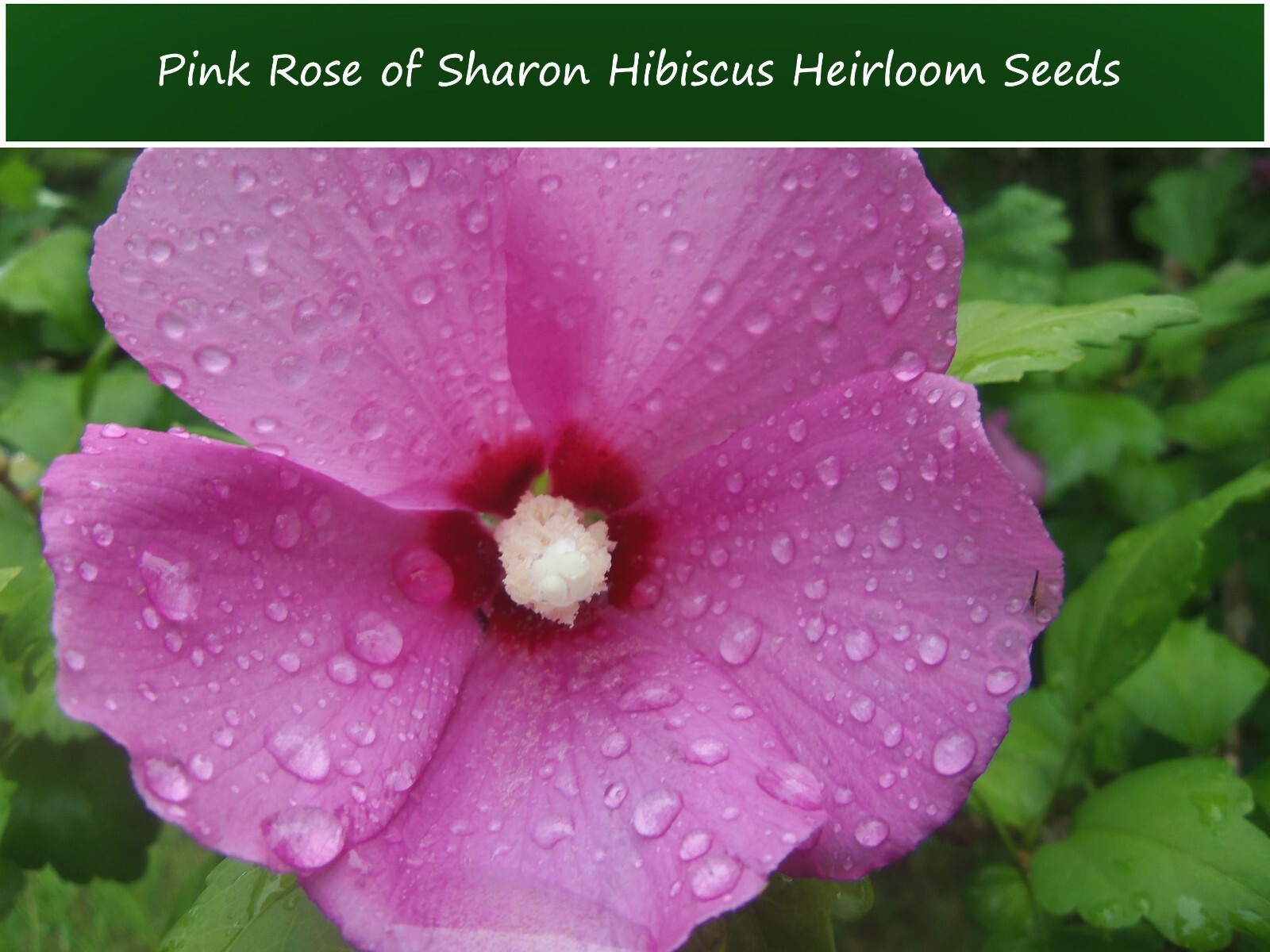 Tropical Seeds — Rose of Sharon-20 Heirloom Seeds- Multi-use Plant Shrub