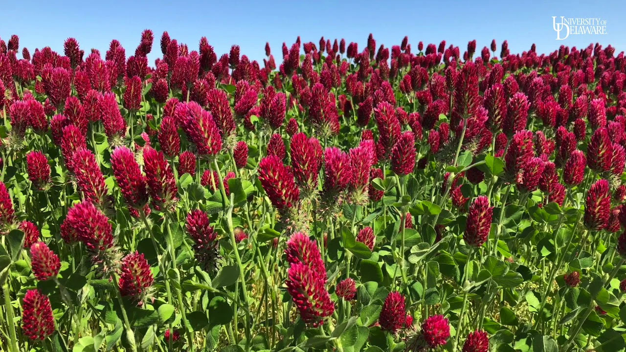 Crimson Clover Seeds | USA Garden Flower Blood Red Cover Winter Annual Seed 2024