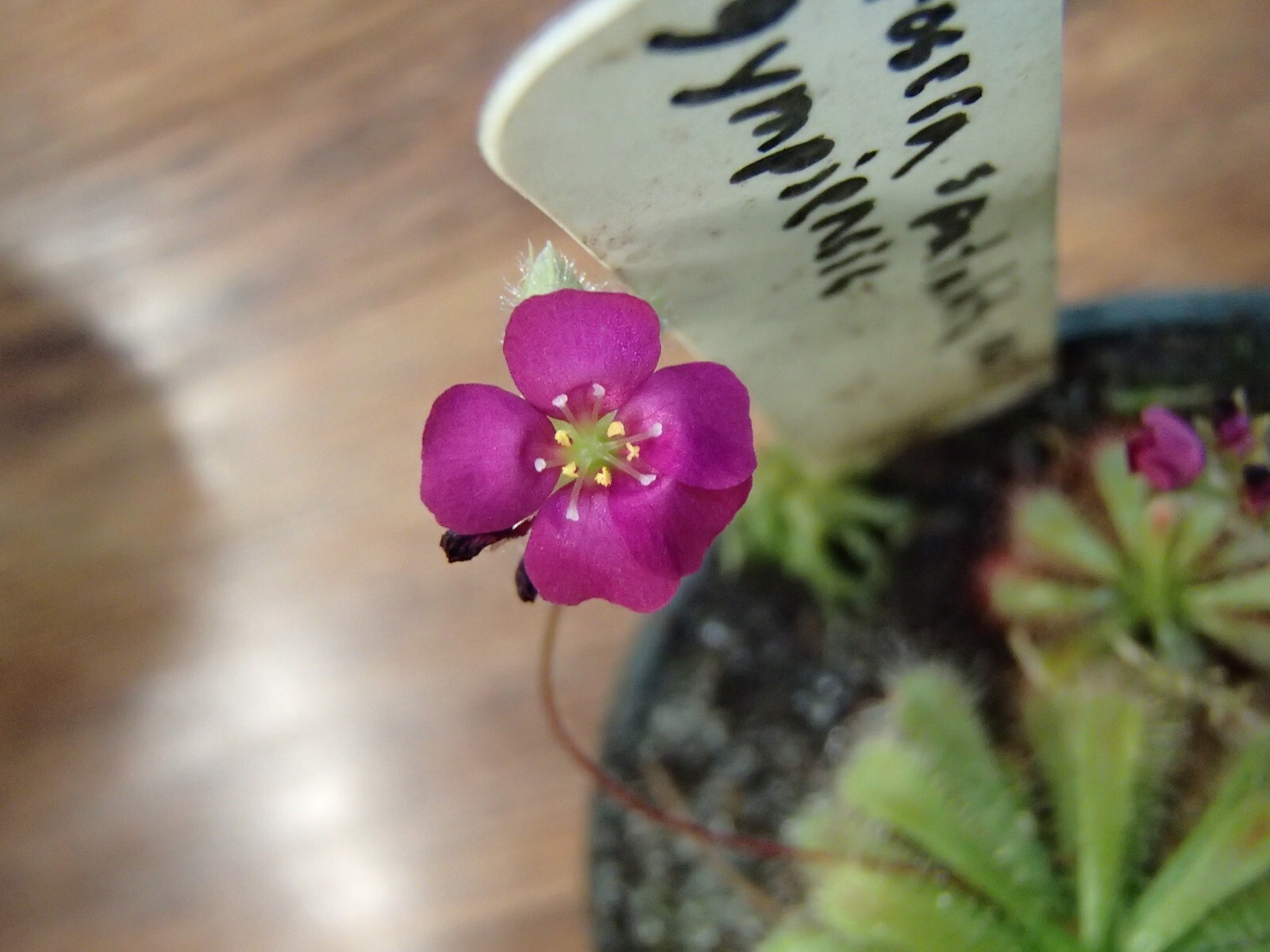 Drosera spatulata var. gympiensis, Carnivorous Plant Seeds, Rare Tropical Sundew