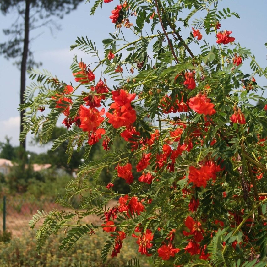 20+ Sesbania punicea Seeds – Red Wisteria Shrub – Orange-Red Blooms