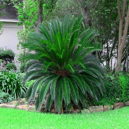 10 King Sago Palm Seeds (Cycas Revoluta) Rare Tropical Prehistoric Cycad Hardy-8