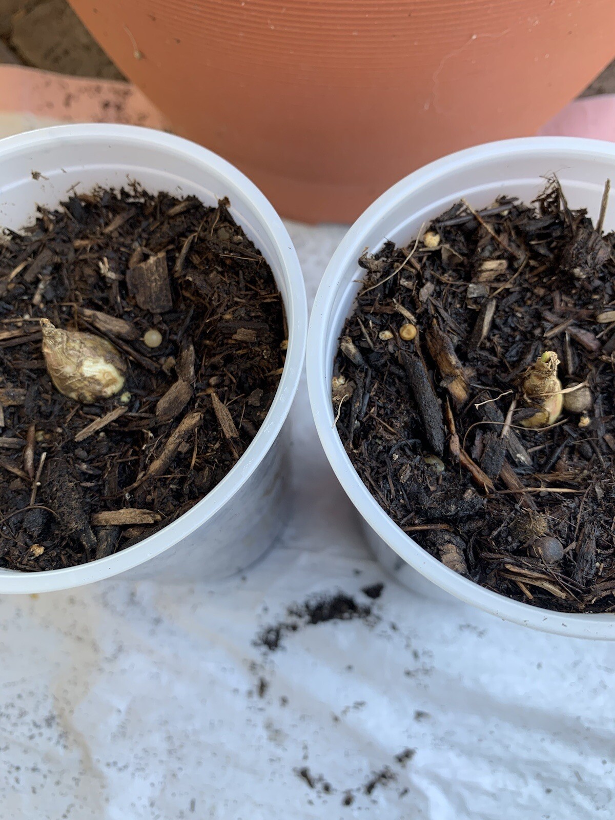 2 Bulbs 2/3 Baby’s Or+ S/M Mixed Rooted & Sprouted Tuberose Bulbs Ready To Plant