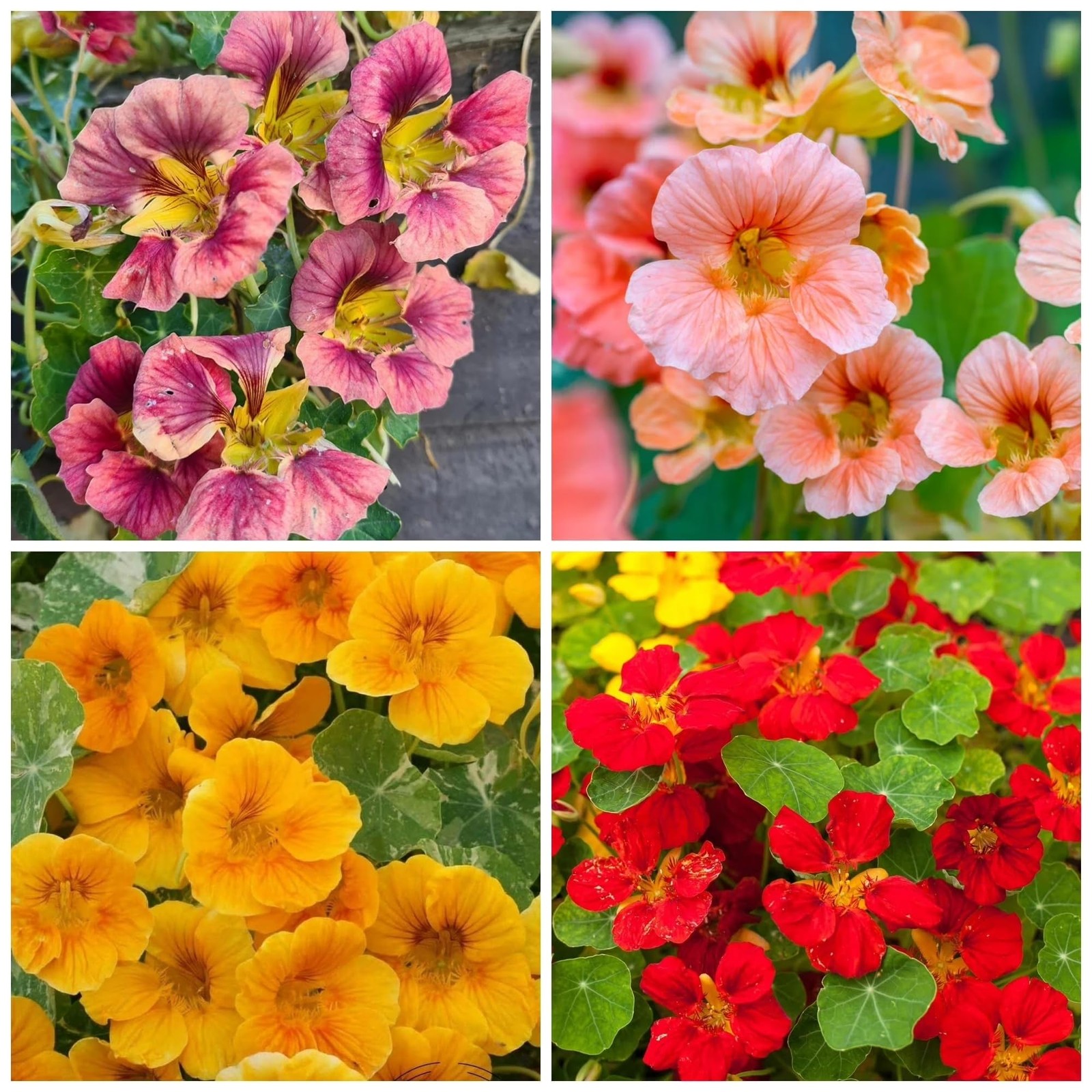 Rare Nasturtium Seeds for Planting – 150+ Mixed Nasturtium Seeds Tropaeolum m…