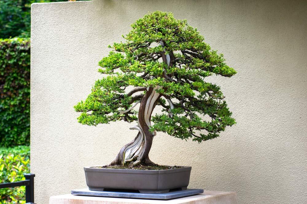Bonsai Juniper Tree Seeds for Planting | 10+ Seeds | Highly Prized for Bonsai, E