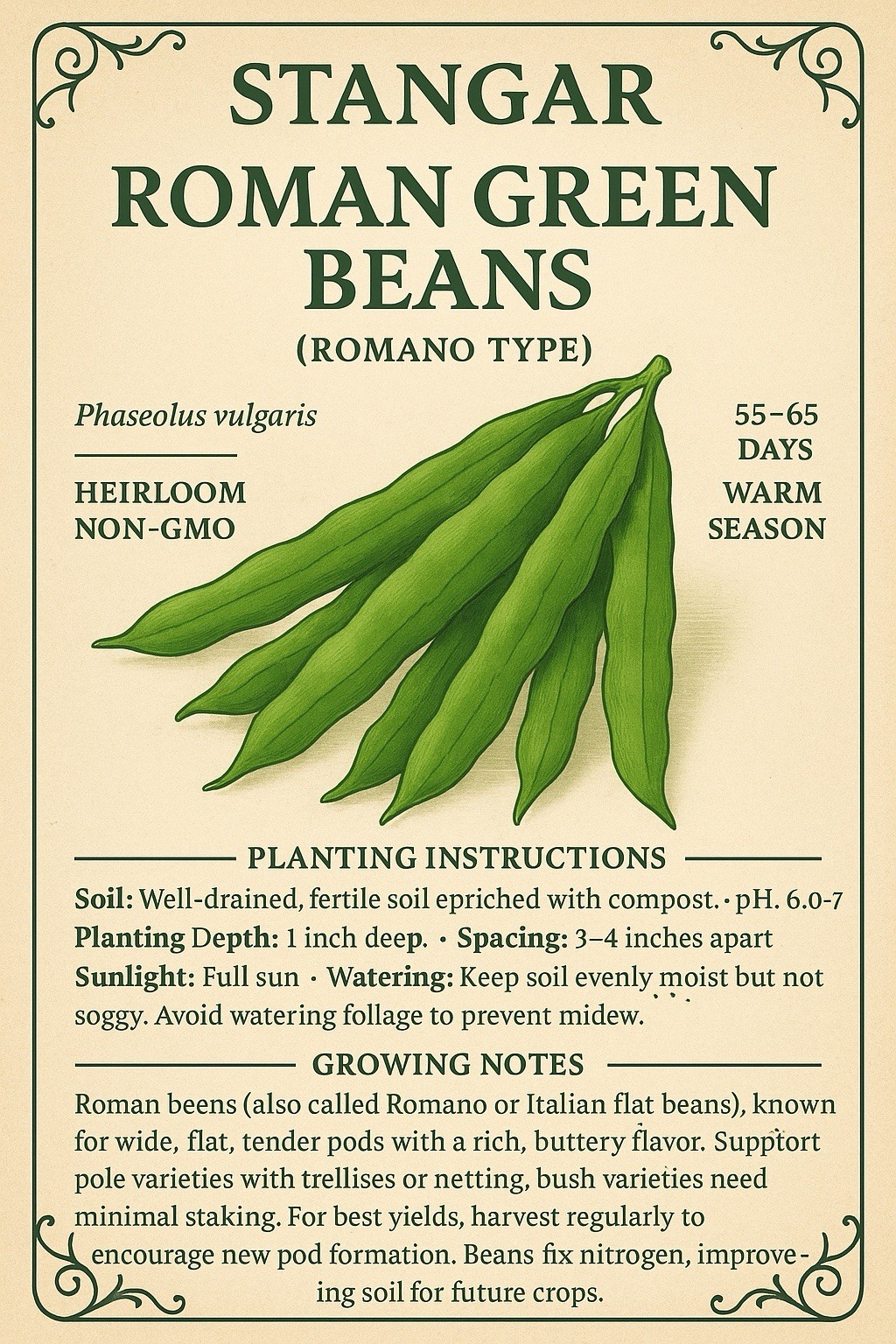 Roma II Bush Green Bean, Italian Green Beans 50 Seeds