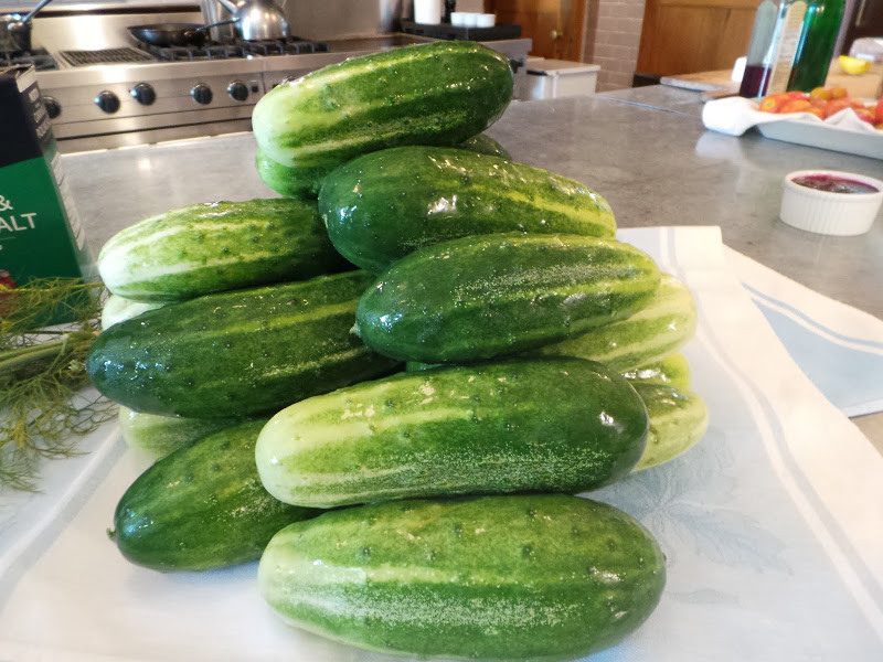 31+Homemade Pickles CUCUMBER Seeds Organic Summer Vegetable Garden Container