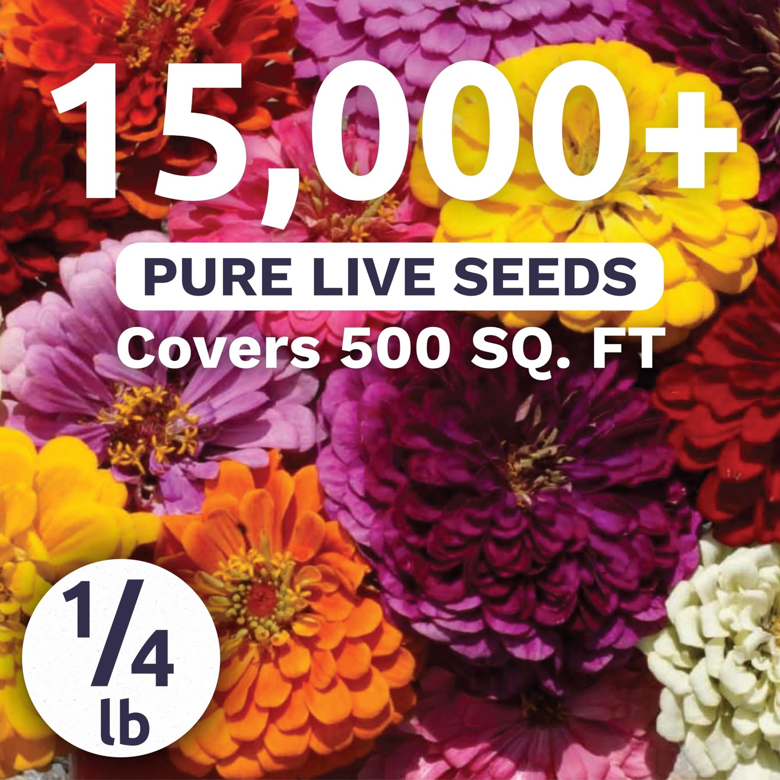Bulk 1/4 Pound Zinnia Dahlia Mix 15,000 Flower Seeds for Planting