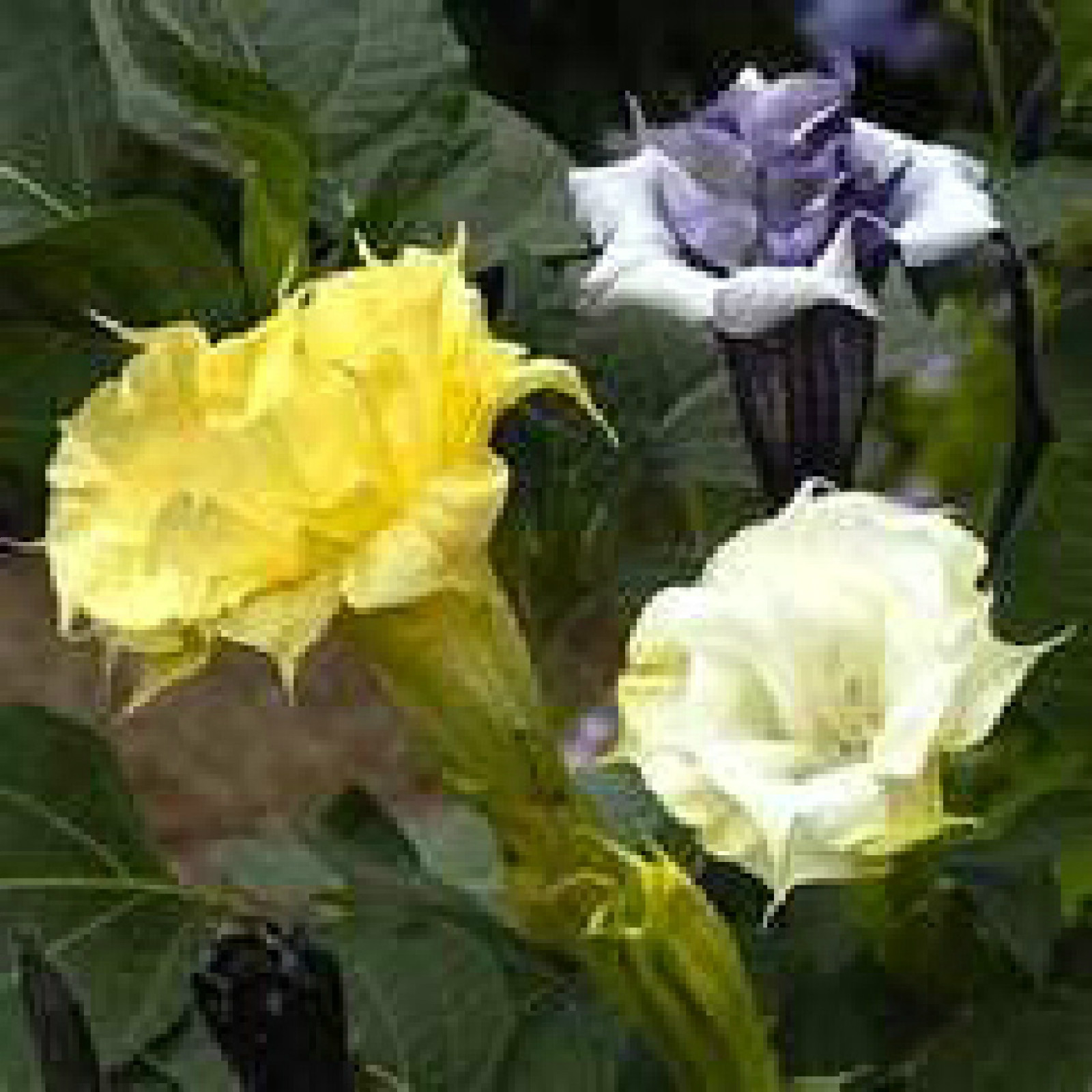 Double Angel Trumpet Mix Datura/Brugmansia Fragrant – Hummingbirds like (15)