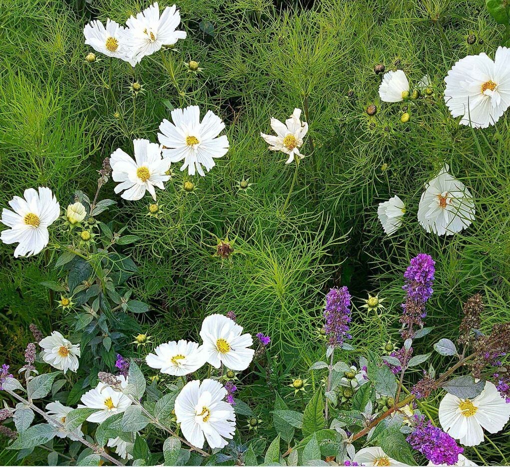 50+Seeds| Cupcake White Cosmos Seeds Seeds #L008