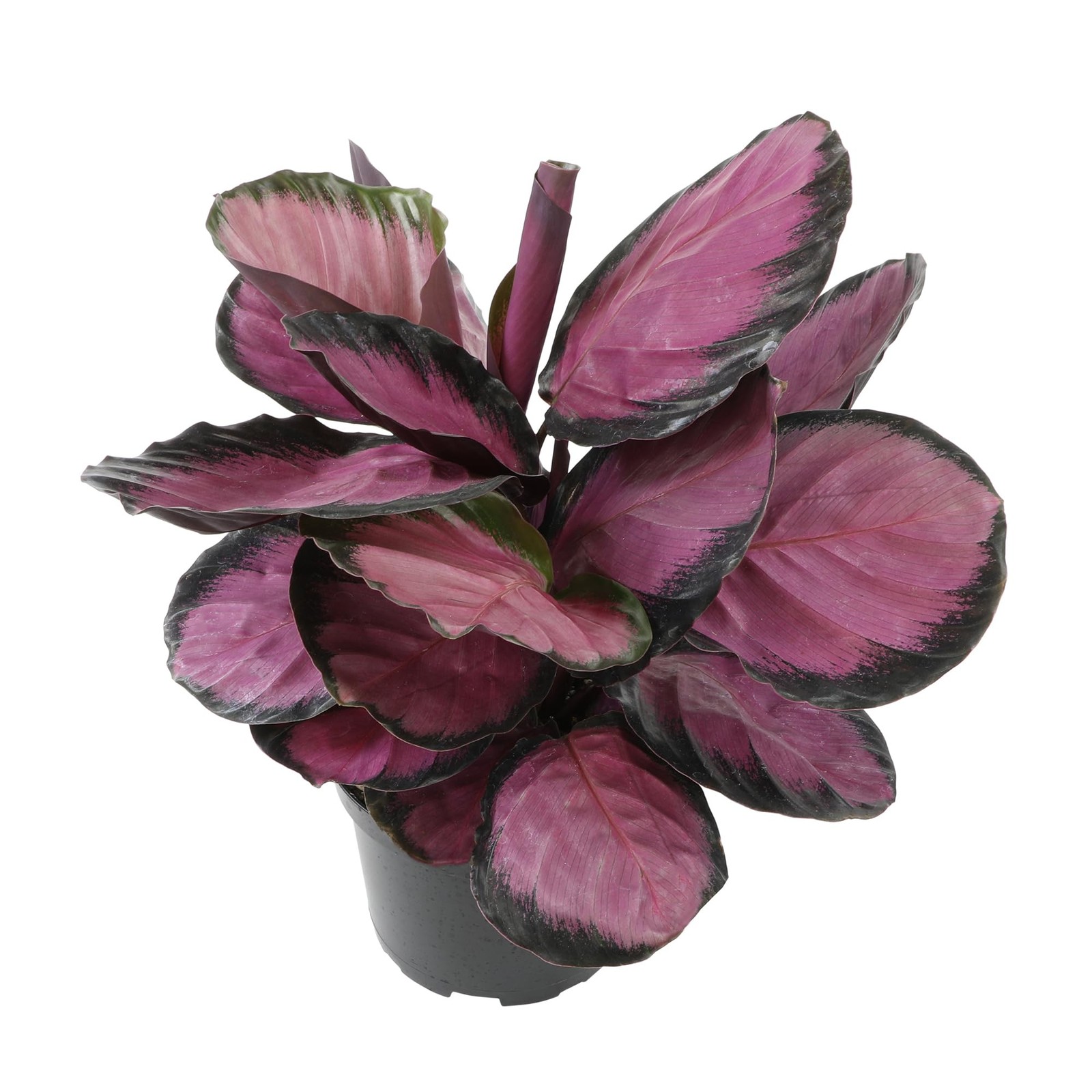 Purple Prayer Plant (Calathea Roseopicta) in 6″ Grower Pot, Pet Friendly Hous…