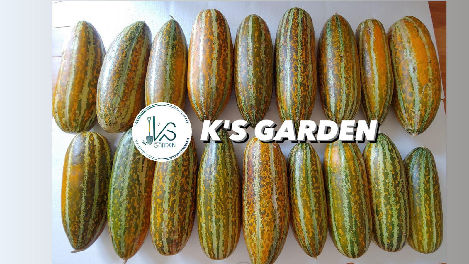 10 pcs MUSK MELON SEEDS, DƯA GANG DẺO | 98% GERMINATION, NEW SEEDS |