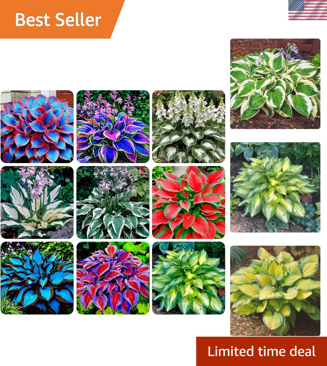 Diverse 200+ Hosta Flower Seeds – Easy to Grow, -Round Blooms in Full Sun